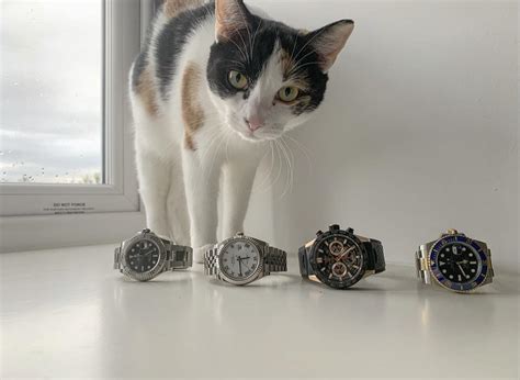 cats rolex|who buys Rolex watches.